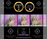 Small #1 Maltipoo (Toy)