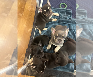 French Bulldog Puppy for sale in PORTLAND, OR, USA