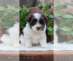 Small Photo #23 Havanese Puppy For Sale in GOSHEN, IN, USA