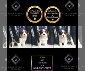 Cavalier King Charles Spaniel Puppy for Sale in WARSAW, Indiana USA