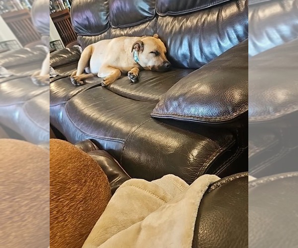 Medium Photo #9 Black Mouth Cur-Unknown Mix Puppy For Sale in Rockaway, NJ, USA