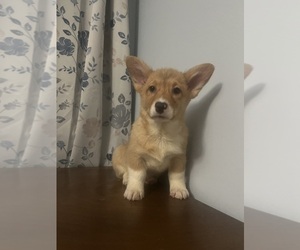 Pembroke Welsh Corgi Puppy for sale in DURHAM, CT, USA