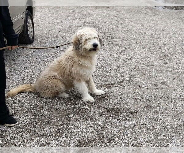 Medium Photo #2 Great Pyrenees-Unknown Mix Puppy For Sale in Evansville, IN, USA