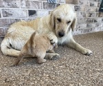 Small Photo #3 English Cream Golden Retriever Puppy For Sale in CHINA SPRING, TX, USA