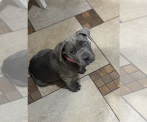 Cane Corso Puppy for sale in BELGRADE, MT, USA