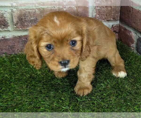 Medium Photo #9 Cavalier King Charles Spaniel Puppy For Sale in MOBERLY, MO, USA