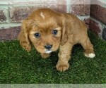 Small #8 Cavalier King Charles Spaniel