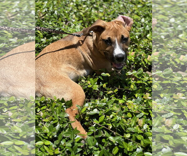 Medium Photo #4 Black Mouth Cur-Unknown Mix Puppy For Sale in The Woodlands, TX, USA