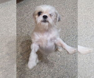 Shih Tzu Dogs for adoption in Spring, TX, USA