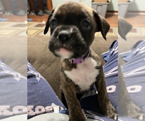Boxer Puppy for sale in CHESTER, VA, USA