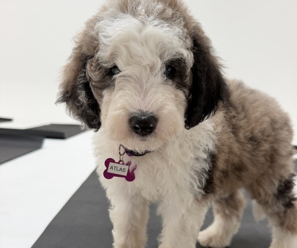 Medium Photo #9 Sheepadoodle Puppy For Sale in HUNTINGTON BEACH, CA, USA