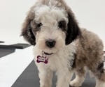 Small #8 Sheepadoodle