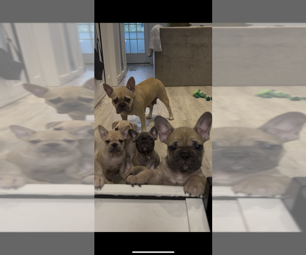 Medium Photo #3 French Bulldog Puppy For Sale in VENETIAN ISLANDS, FL, USA