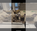 Small #2 French Bulldog