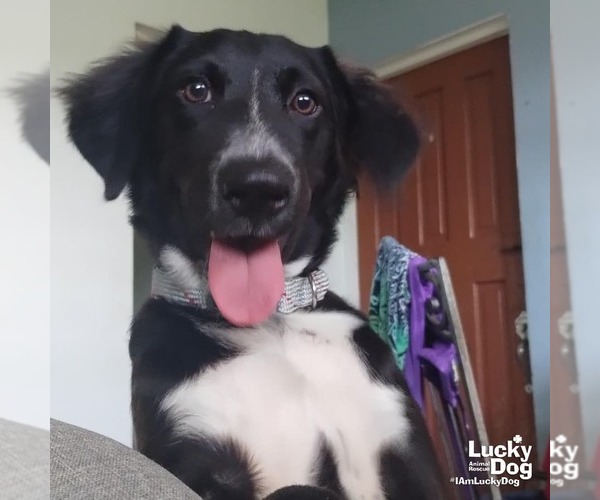 Medium Photo #3 Border Collie-Unknown Mix Puppy For Sale in Washington, DC, USA