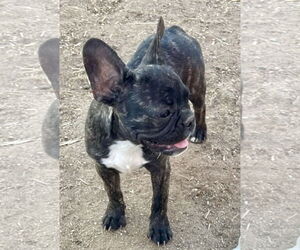 French Bulldog Dogs for adoption in Hesperia, CA, USA