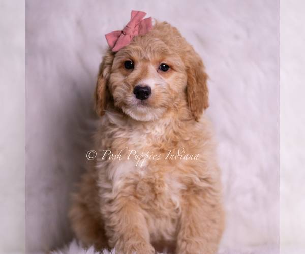 Medium Photo #58 Goldendoodle (Miniature) Puppy For Sale in WARSAW, IN, USA