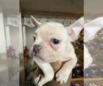 Small #4 French Bulldog
