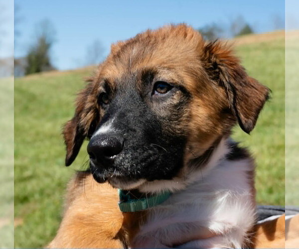 Medium Photo #1 Australian Shepherd-Unknown Mix Puppy For Sale in Blairsville, GA, USA
