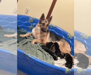 Mother of the German Shepherd Dog puppies born on 07/01/2022