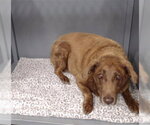 Small Labrador Retriever