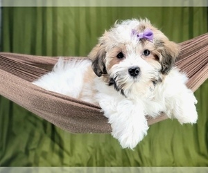 Havanese Puppy for Sale in NAPLES, Florida USA