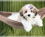 Small Havanese