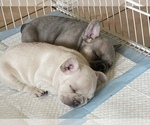 Small Photo #4 French Bulldog Puppy For Sale in CANYON LAKE, CA, USA