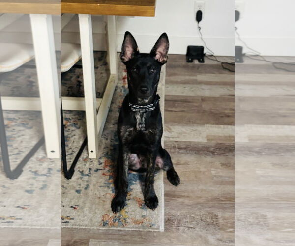 Medium Photo #3 Mutt Puppy For Sale in Naples, FL, USA