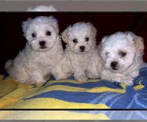 Maltipoo Puppy for sale in GODWIN, NC, USA