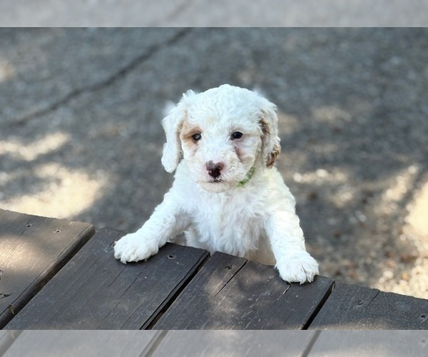 Medium Photo #4 Goldendoodle (Miniature) Puppy For Sale in SAINT MARYS, KS, USA