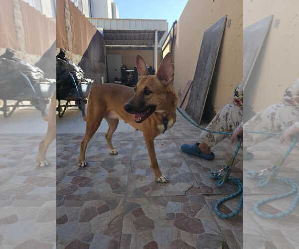 Medium Photo #45 Black Mouth Cur-Unknown Mix Puppy For Sale in Sebec, ME, USA