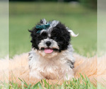 Small Photo #36 Shih Tzu Puppy For Sale in WARSAW, IN, USA
