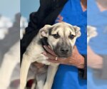 Small #23 Labrador Retriever Mix