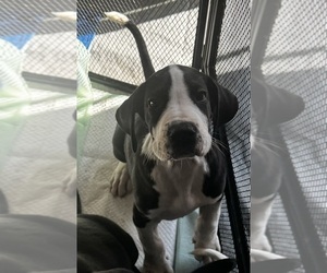 Great Dane Puppy for sale in BEAVERCREEK, OH, USA