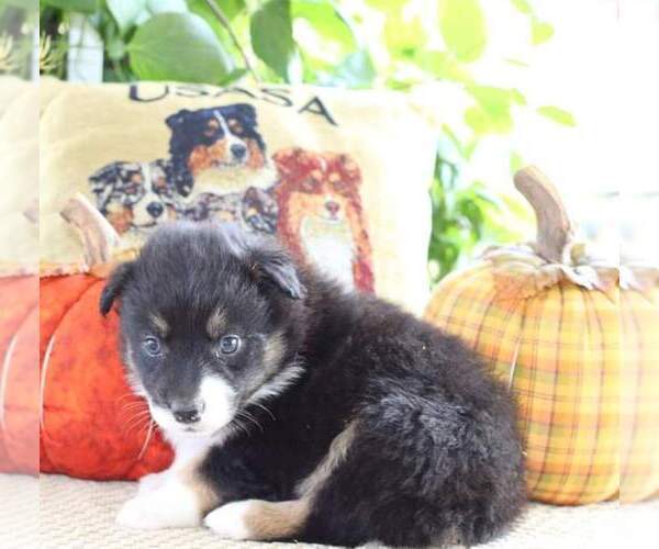 Medium Photo #4 Australian Shepherd Puppy For Sale in DANVILLE, PA, USA