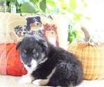 Small Photo #4 Australian Shepherd Puppy For Sale in DANVILLE, PA, USA