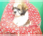 Small #4 Zuchon