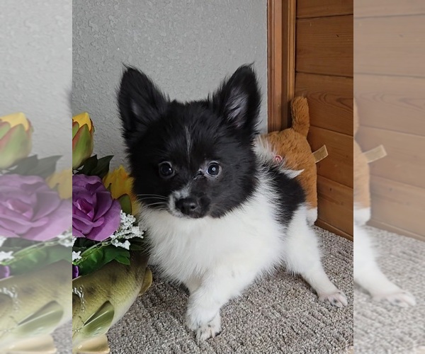 Medium Photo #5 Pomeranian Puppy For Sale in JASONVILLE, IN, USA