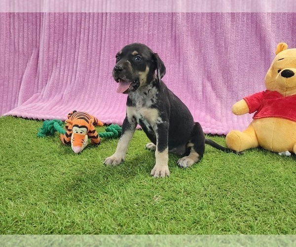 Medium Photo #14 Catahoula Leopard Dog Puppy For Sale in CUMBY, TX, USA
