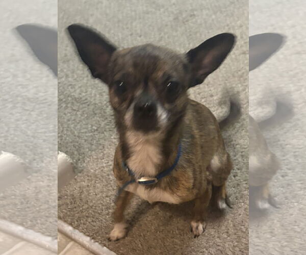 Medium Photo #3 Chihuahua-Unknown Mix Puppy For Sale in Monkton, MD, USA