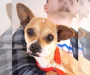 Chihuahua-Unknown Mix Dogs for adoption in Carrollton, TX, USA