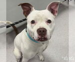 Small #2 American Pit Bull Terrier-Bulldog Mix