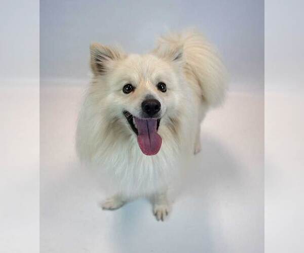 Medium Photo #4 Pomeranian-pomeranian spitz Mix Puppy For Sale in Kennesaw, GA, USA