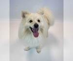 Small #3 Pomeranian-pomeranian spitz Mix