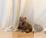 Small Photo #1 Bulldog Puppy For Sale in MURRIETA, CA, USA