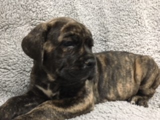 Medium Photo #1 Cane Corso Puppy For Sale in ORIENT, OH, USA