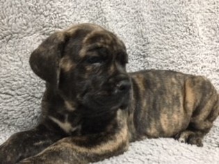 Cane Corso Puppy for sale in ORIENT, OH, USA