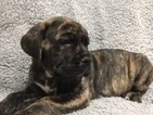 Small Photo #1 Cane Corso Puppy For Sale in ORIENT, OH, USA