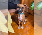 Small #2 Boxer Mix